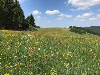 Holzhauer Bergwiese, Iris Gläser